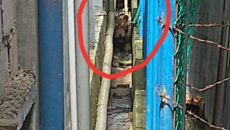 Tim Medis Dikerahkan ke Lokasi Harimau Terjebak di Lorong Ruko Tim Medis Dikerahkan ke Lokasi Harimau Terjebak di Lorong Ruko