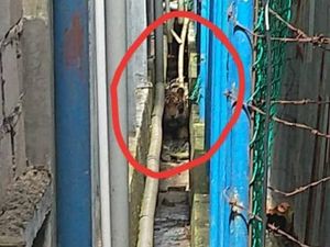 Kaki Harimau yang Terjebak di Ruko Terluka, Diduga Kena Jerat