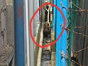 Harimau Liar Terjebak di Lorong Ruko, Siapa Bisa Menolong?