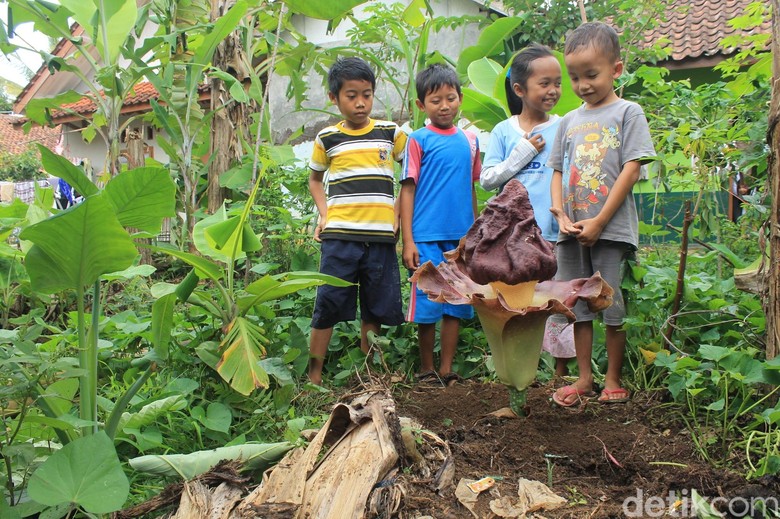 Cerita Bunga Bangkai di Ciamis yang Tak Pernah Muncul di Tempat Sama Cerita Bunga Bangkai di Ciamis yang Tak Pernah Muncul di Tempat Sama