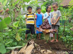 Cerita Bunga Bangkai di Ciamis yang Tak Pernah Muncul di Tempat Sama
