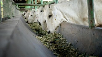 Main-main Harga Sapi Hidup Terbongkar, Pengawasan Lapangan Diperketat