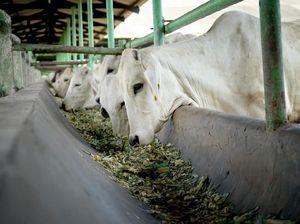 Main-main Harga Sapi Hidup Terbongkar, Pengawasan Lapangan Diperketat