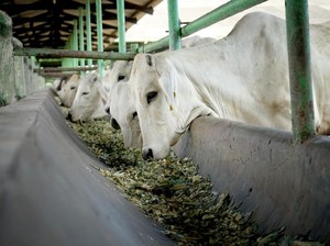 Main-main Harga Sapi Hidup Terbongkar, Pengawasan Lapangan Diperketat