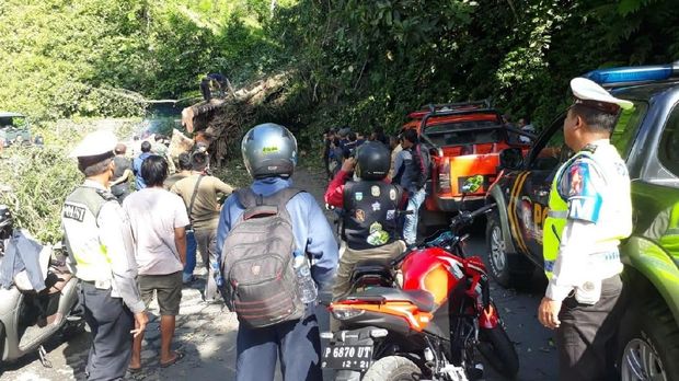 Pohon Tumbang, Jalur Lumajang-Malang Sempat Tertutup Total