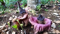 Ada fenomena unik di Ciamis saat mulai memasuki musim hujan. Bungai bangkai banyak tumbuh subur dan ditemukan di pekarangan rumah warga di daerah Munjul, Desa Buniseuri, Kecamatan Cipaku, Kabupaten Ciamis, Jawa Barat, Rabu (14/11/2018).