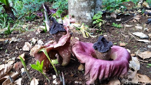 Penampakan Bunga Bangkai yang Bermunculan di Ciamis
