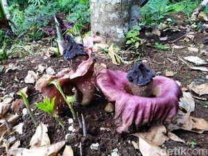 Penampakan Bunga Bangkai yang Bermunculan di Ciamis