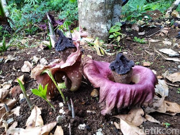 Penampakan Bunga Bangkai yang Bermunculan di Ciamis