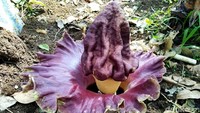 Bunga bangkai itu pun ternyata tidak setiap tahun tumbuh. Emung mengaku sebelumnya tidak menyadari keberadaan bunga tersebut. Namun ketika ia sedang ke kebun mencium bau tidak sedap. Setelah ditelusuri bau seperti bangkai hewan itu ternyata dari bunga berwarna dominan ungu.