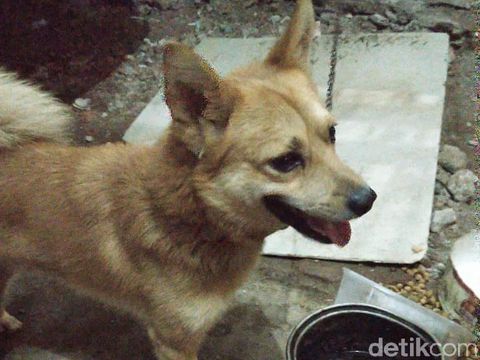Si Kancil yang Tersisa dari Pembunuhan Satu Keluarga di Bekasi