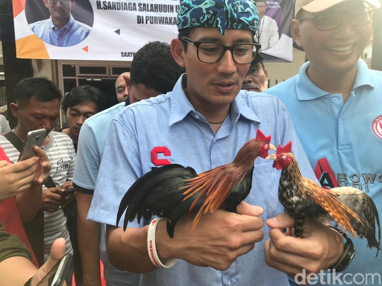 Sandiaga Pamer Ayam Owi-Owo: Bukan Diadu, Tapi Berpelukan Sandiaga Pamer Ayam Owi-Owo: Bukan Diadu, Tapi Berpelukan