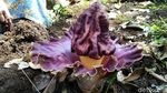 Penampakan Bunga Bangkai yang Bermunculan di Ciamis