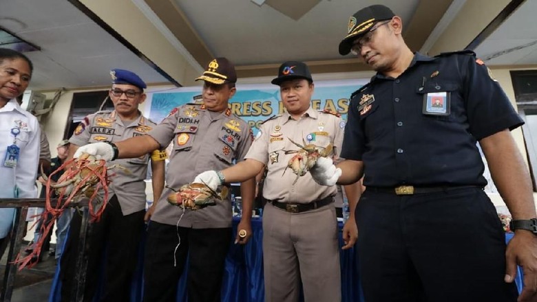 Penyelundupan 2.607 Ekor Kepiting Bakau ke Malaysia Digagalkan Penyelundupan 2.607 Ekor Kepiting Bakau ke Malaysia Digagalkan