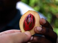 Hati-Hati! 6 Bahan Makanan Ini Mengandung Racun yang Bisa Mematikan