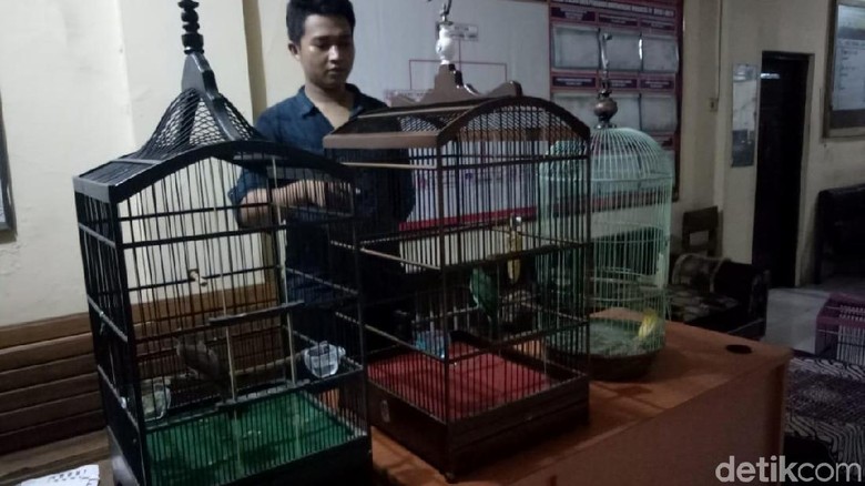 Gara-gara Burung, Pria di Pekalongan Ini Terancam Bui 6 Tahun Gara-gara Burung, Pria di Pekalongan Ini Terancam Bui 6 Tahun