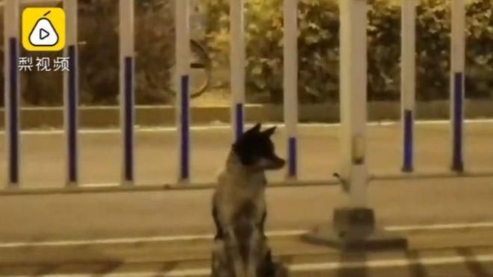 Kisah anjing setia. Foto: Dok. Weibo/Pear Video Kisah anjing setia. Foto: Dok. Weibo/Pear Video