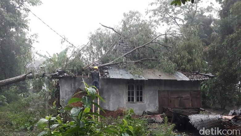 Hujan Deras di Sleman, Pohon Tumbang Timpa Rumah dan Travo Hujan Deras di Sleman, Pohon Tumbang Timpa Rumah dan Travo