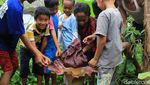 Penampakan Bunga Bangkai yang Bermunculan di Ciamis