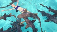 Ling Tan terhitung punya nyali juga. Dia berani berenang bareng hiu-hiu ini di Bahama. Kamu berani tidak traveler? (Instagram/@lingtan_)