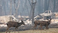 Di sisi lain, petugas terus melanjutkan upaya evakuasi di wilayah yang paling parah terdampak kebakaran di kota Paradise, Butte County. (Foto: Dok. REUTERS/Terray Sylvester)