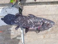 Wah! Di Raja Ampat Ada Ikan Purba