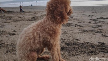 (Foto: detikINET/Josina)