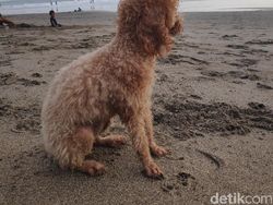 Menjajal Kamera Xiaomi Pocophone F1 di Pulau Dewata