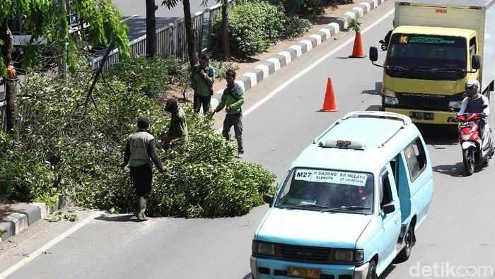 Dinas Kehutanan Jakarta Timur melakukan pemangkasan pohon di Jalan Bekasi Timur Raya, Jakarta Timur. Hal itu dilakukan agar pohon tidak tumbang saat hujan menerjang.