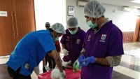 Kucing-kucing ini dikebiri atas izin pemiliknya. Begini prosesnya. 