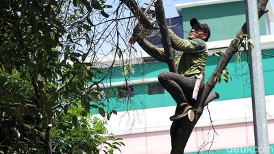 Cegah Tumbang, Petugas Pangkas Pohon Rindang