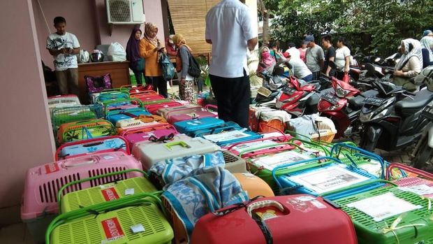Kucing jantan di Jaktim dikebiri / 