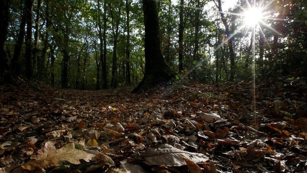 Fallen autumn leafs are seen in a forest in Vertou, near Nantes, France, October 23, 2018. REUTERS/Stephane Mahe
