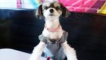 Gemas! Pose Tinkerbelle, Selebgram Anjing Imut yang Hobi Makan dan Ngemil
