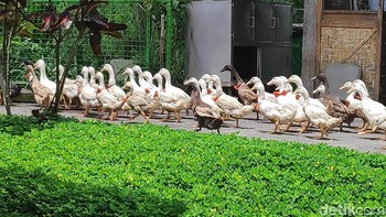 Foto dengan zoom, masih cukup baik. (Foto: detikINET/Josina)
