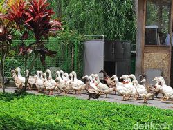 Menjajal Kamera Xiaomi Pocophone F1 di Pulau Dewata