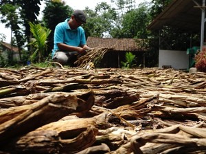 Seonggok Mimpi Nyata Sarjana Pemulung Eceng Gondok