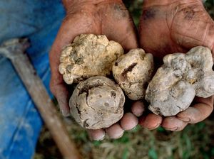 Lagi, Pria Hong Kong Beli Jamur Truffle Putih Rp 1,4 Miliar!