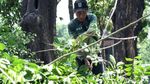 Cegah Tumbang, Petugas Pangkas Pohon Rindang