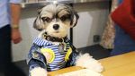 Gemas! Pose Tinkerbelle, Selebgram Anjing Imut yang Hobi Makan dan Ngemil