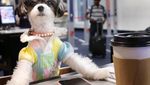 Gemas! Pose Tinkerbelle, Selebgram Anjing Imut yang Hobi Makan dan Ngemil