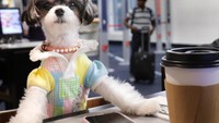 Sering ikut pemotretan dan berjalan di runway, Tinkerbelle sudah terbiasa bepergian untuk pekerjaan. Ini gaya kerennya, saat menunggu penerbangan ditemani segelas kopi. Foto: Instagram @tinkerbellethedog