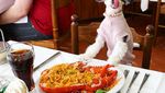 Gemas! Pose Tinkerbelle, Selebgram Anjing Imut yang Hobi Makan dan Ngemil