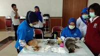 Petugas mengebiri kucing jantan untuk pencegahan rabies. 