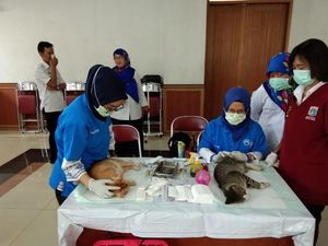 Foto: Proses Kebiri Ratusan Kucing di Jakarta