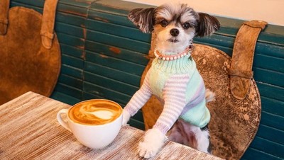 Gemas! Pose Tinkerbelle, Selebgram Anjing Imut yang Hobi Makan dan Ngemil