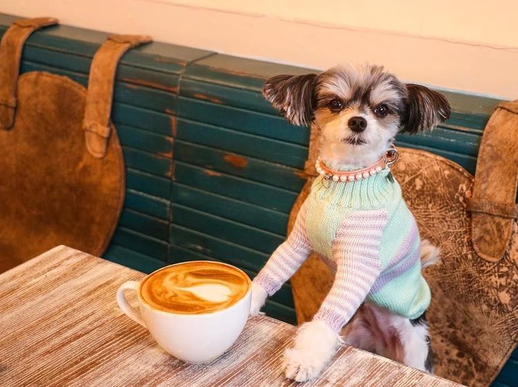 Gemas! Pose Tinkerbelle, Selebgram Anjing Imut yang Hobi Makan dan Ngemil