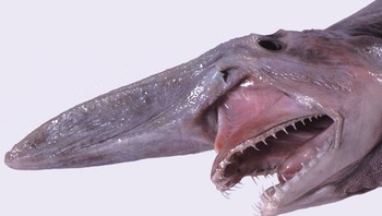 Hiu Goblin adalah spesies hiu langka yang ada di lautan dalam dan sering dijuluki fosil hidup. Lihat saja bentuknya yang menyeramkan. Mereka adalah anggota satu-satunya yang tersisa dari famili hiu kuno, Mitsukurinidae. Foto: istimewa