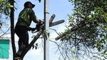 Cegah Tumbang, Petugas Pangkas Pohon Rindang
