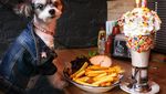 Gemas! Pose Tinkerbelle, Selebgram Anjing Imut yang Hobi Makan dan Ngemil